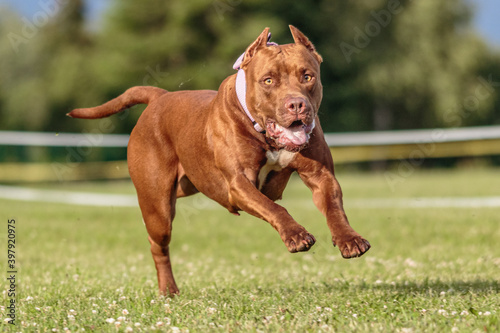 American Pit Bull running in the field on lure coursing competition