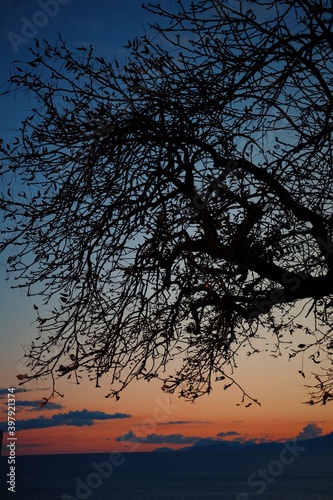 silhouette of tree in sunset