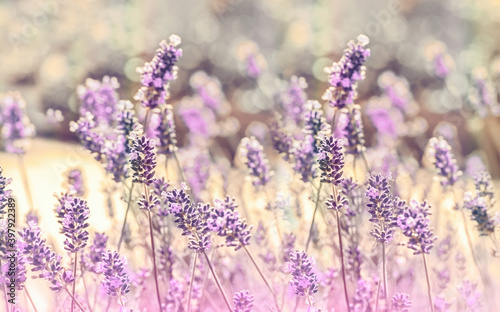 Fototapeta Naklejka Na Ścianę i Meble -  Flowering lavender flowers, selective and soft focus lavender