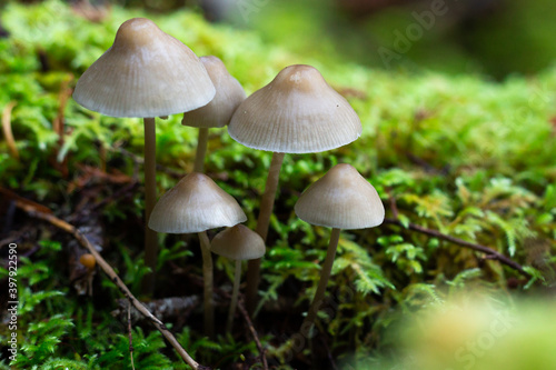 Bonnet mushrooms growing in moss
