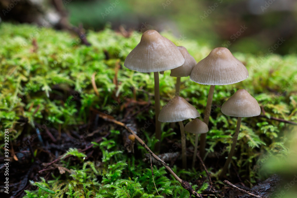 Bonnet mushrooms growing in moss Bonnet mushrooms growing in moss