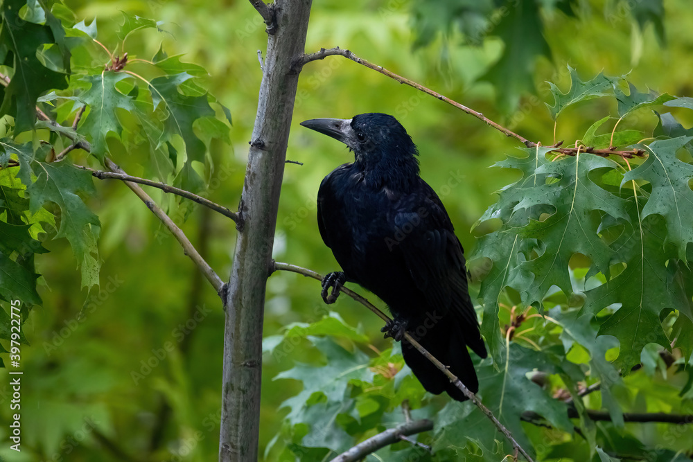 The rook (Corvus frugilegus) The rook (Corvus frugilegus)