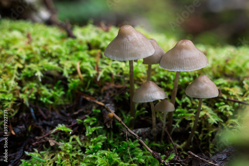 Bonnet mushrooms growing in moss