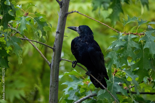 Tableau sur toile The rook (Corvus frugilegus)