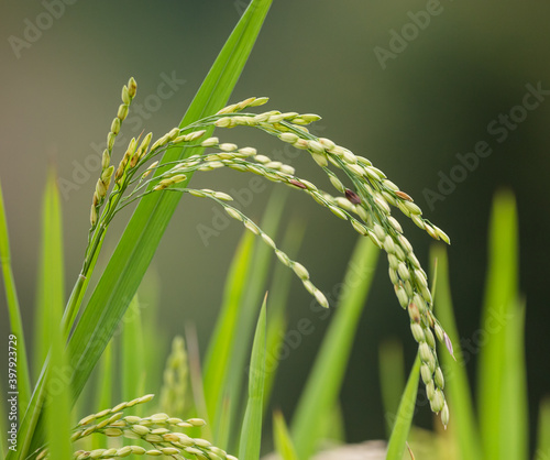 rice closeup photo