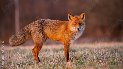 Fluffyred fox, vulpes vulpes, looking om meadow in autumn morning light. Animal predator standing on field in sunrise. Orange mammal staring on glade. © WildMedia