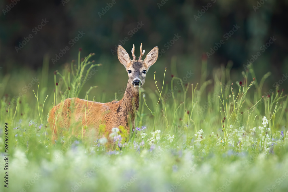 Surprised roe deer, capreolus capreolus, buck hiding in tall vegetation and looking into camera. Summer nature scenery with wild animal staring on hay field. Surprised roe deer, capreolus capreolus, buck hiding in tall vegetation and looking into camera. Summer nature scenery with wild animal staring on hay field.