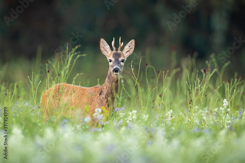 Surprised roe deer, capreolus capreolus, buck hiding in tall vegetation and looking into camera. Summer nature scenery with wild animal staring on hay field.