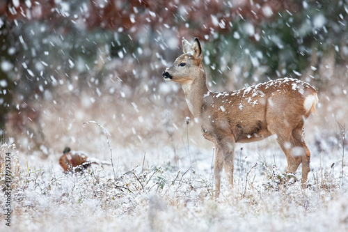Roe deer, capreolus capreolus, standing on meadow in snowstorm in winter. Little doe looking on field during snowing. Female mammal watching on white glade in blizzard.