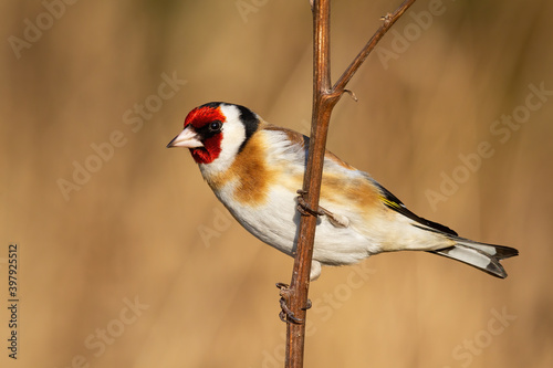 European goldfinch, carduelis carduelis, sitting on branch in winter nature. Feathered animal with red head resting on bough. Wild little bird looking on twig.