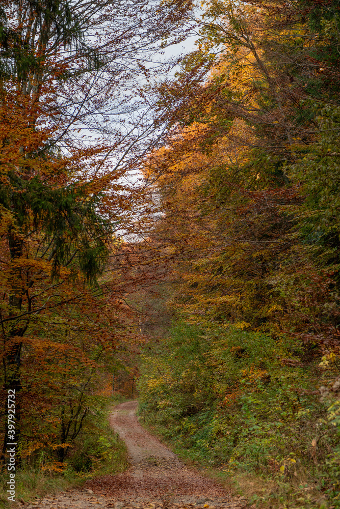 the forest in autumn