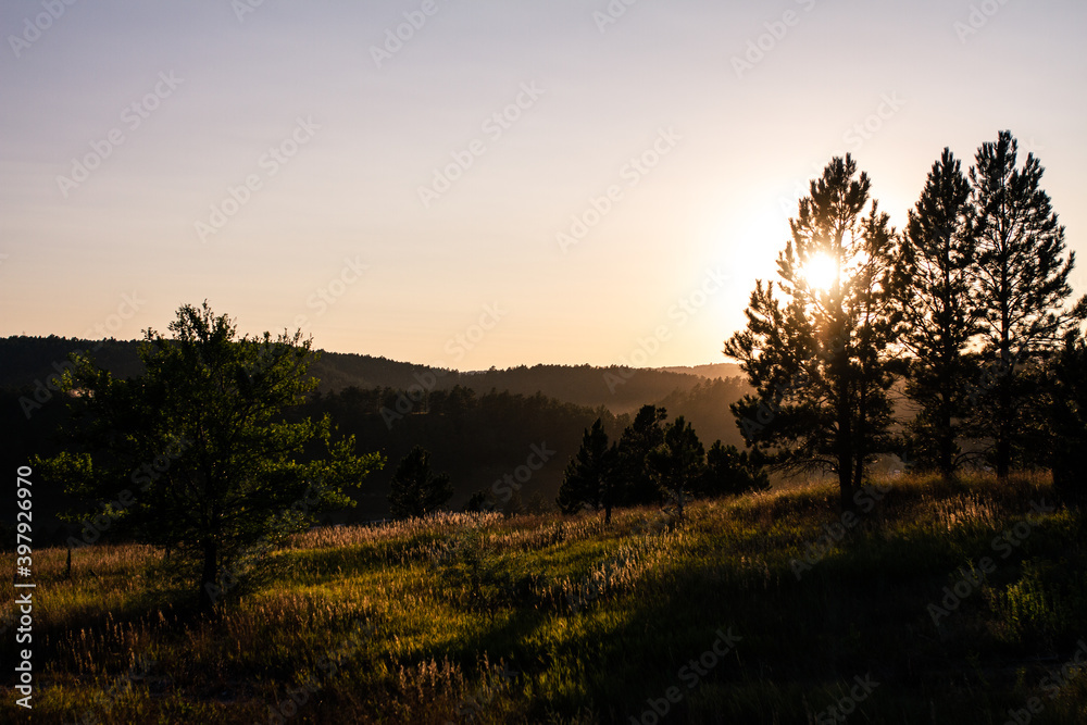 Sunset behing conifer in nature