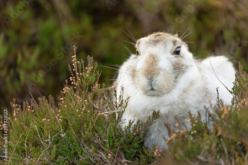 Fotografie, Obraz white mountain hare sitting on green heather on a winter day