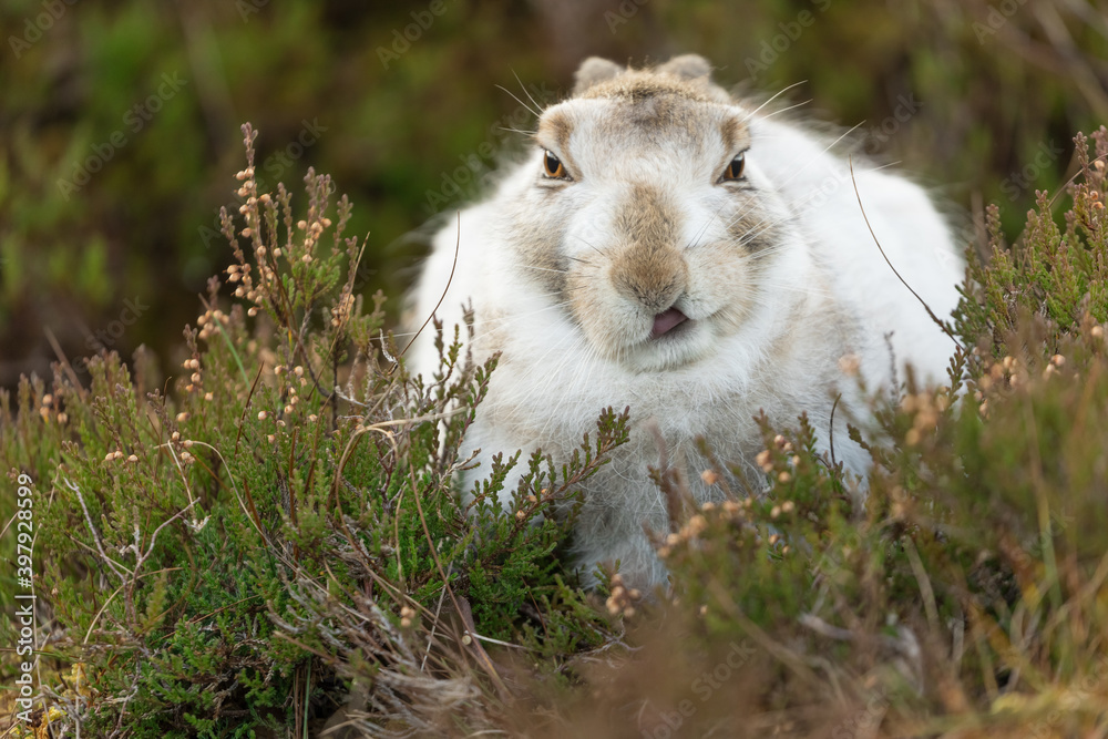 white mountain hare sitting on green heather on a winter day. Lepus timidus hares change fur colour from brown to white