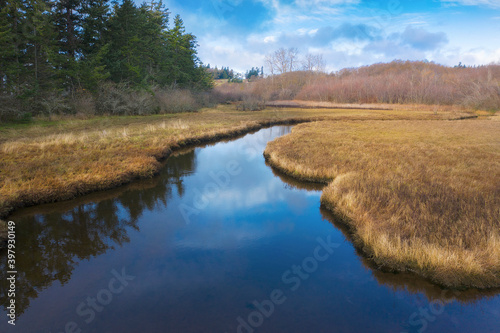 Wetland Slough on an Island in the Salish Sea Area of Western Washington. Water is filtered through the grasses and provides environmental benefits for combating pollution.
