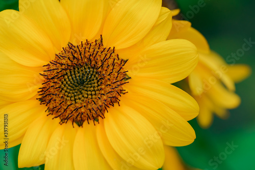 Close-up of beautiful yellow sunflower and sunflower fields