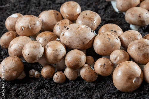 Brown champignons mushrooms growing in underground caves in Kanne, Belgium