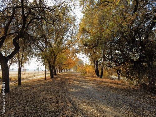 Fototapeta Naklejka Na Ścianę i Meble -  Multi use trail in Sacramento during fall 