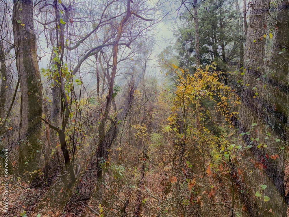 autumn in the woods autumn in the woods