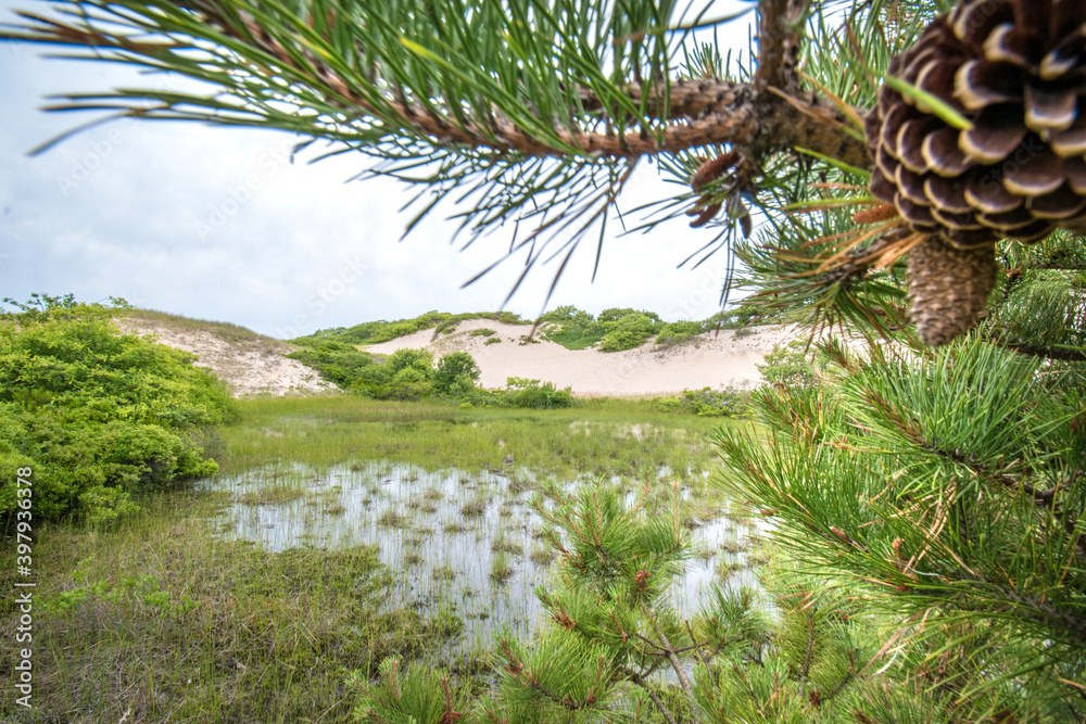 Salt water sand dune bog; National Seashore in Provincetown, Cape Cod, Massachusetts Salt water sand dune bog; National Seashore in Provincetown, Cape Cod, Massachusetts