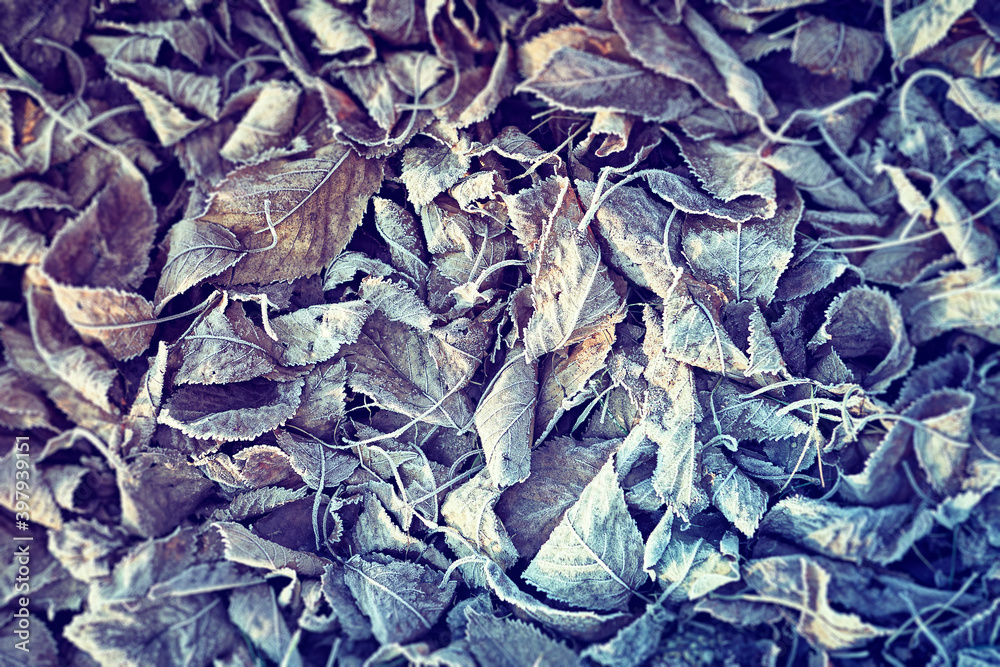 Dry autumn leaves with hoarfrost. Seen from above