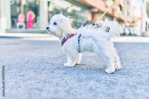 Adorable white dog at street of city.