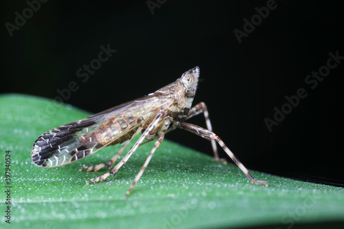 Wax cicada nymphs live on wild plants in North China