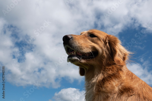 golden retriever dog