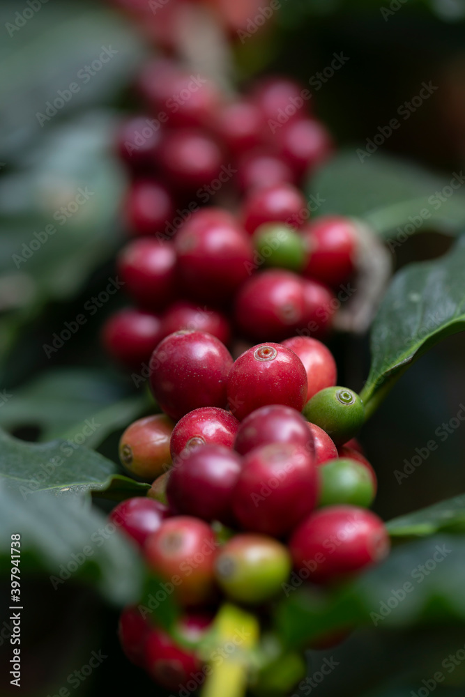 Close up fresh organic red raw and ripe coffee cherry beans on tree plantation