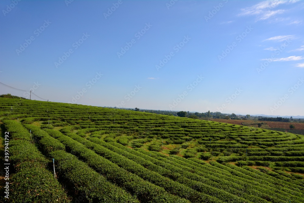 Amazing landscape view of tea plantation in sunset/sunrise time