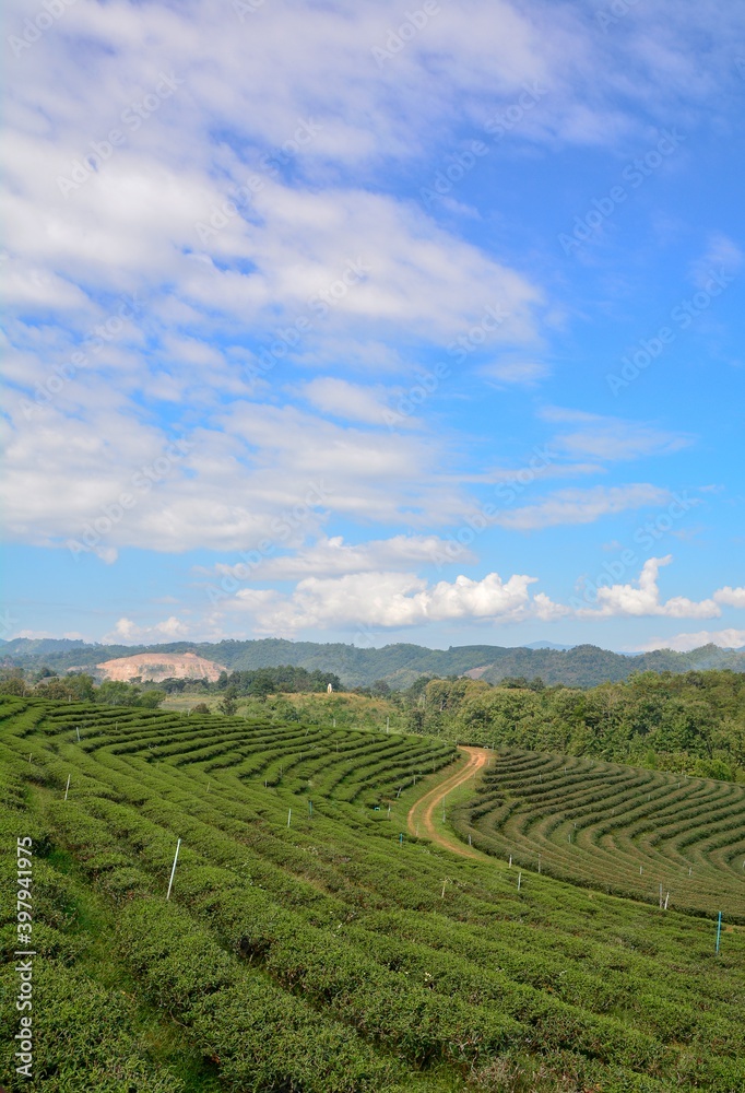 Amazing landscape view of tea plantation in sunset/sunrise time