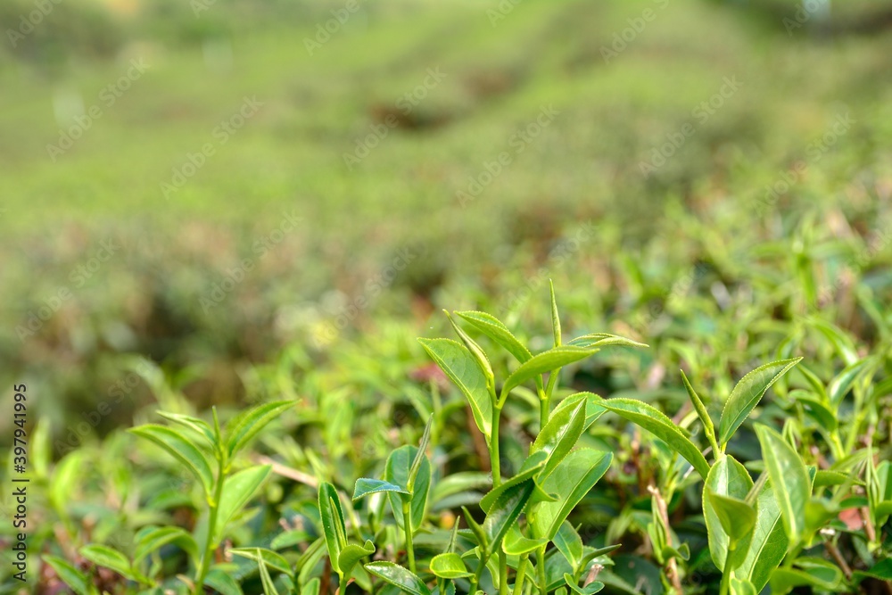 Amazing landscape view of tea plantation in sunset/sunrise time Amazing landscape view of tea plantation in sunset/sunrise time