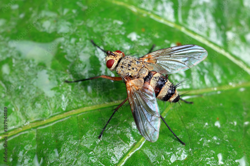 Flies on plants in the nature, North China Plain