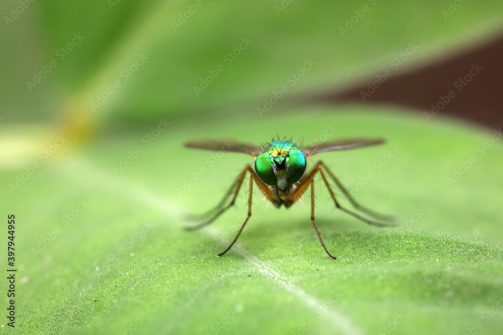 Fototapeta premium A tabanid perches on a green leaf in North China