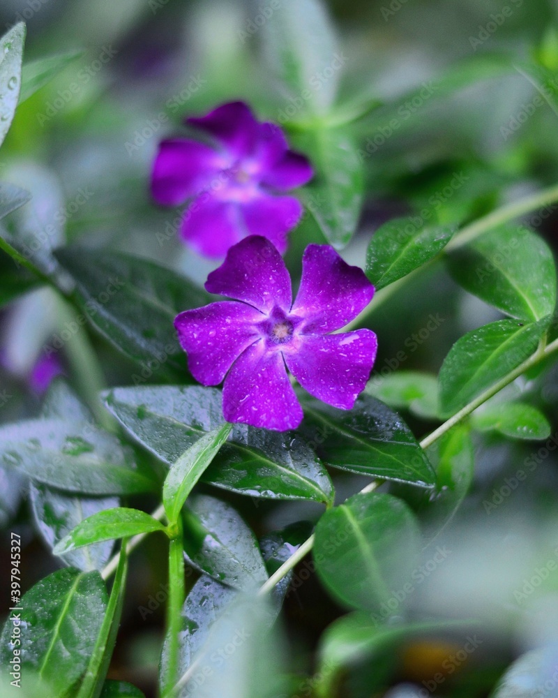 purple flower in the garden purple flower in the garden