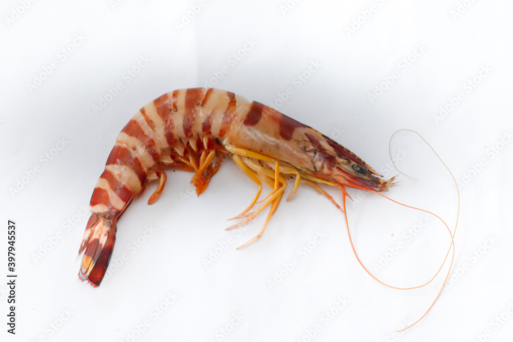 Fresh Giant Tiger Shrimp Isolated on a white background. Fresh Giant Tiger Shrimp Isolated on a white background.