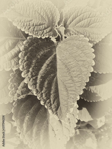 Seamless random fill leaves pattern background