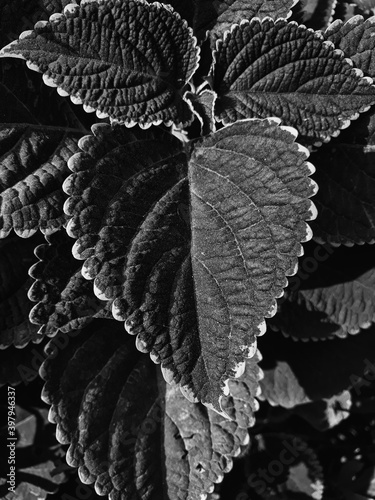 Seamless random fill leaves pattern background