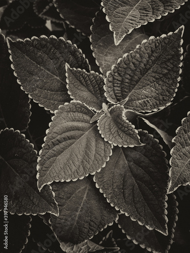 Seamless random fill leaves pattern background