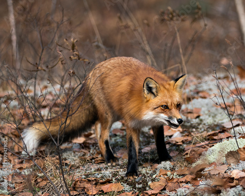 Red Fox photo stock. Red Fox in the forest foraging with forest background, moss, autumn brown leaves in its environment and habitat, displaying fox tail, fox fur. Fox image. Picture. Portrait. ©  Aline