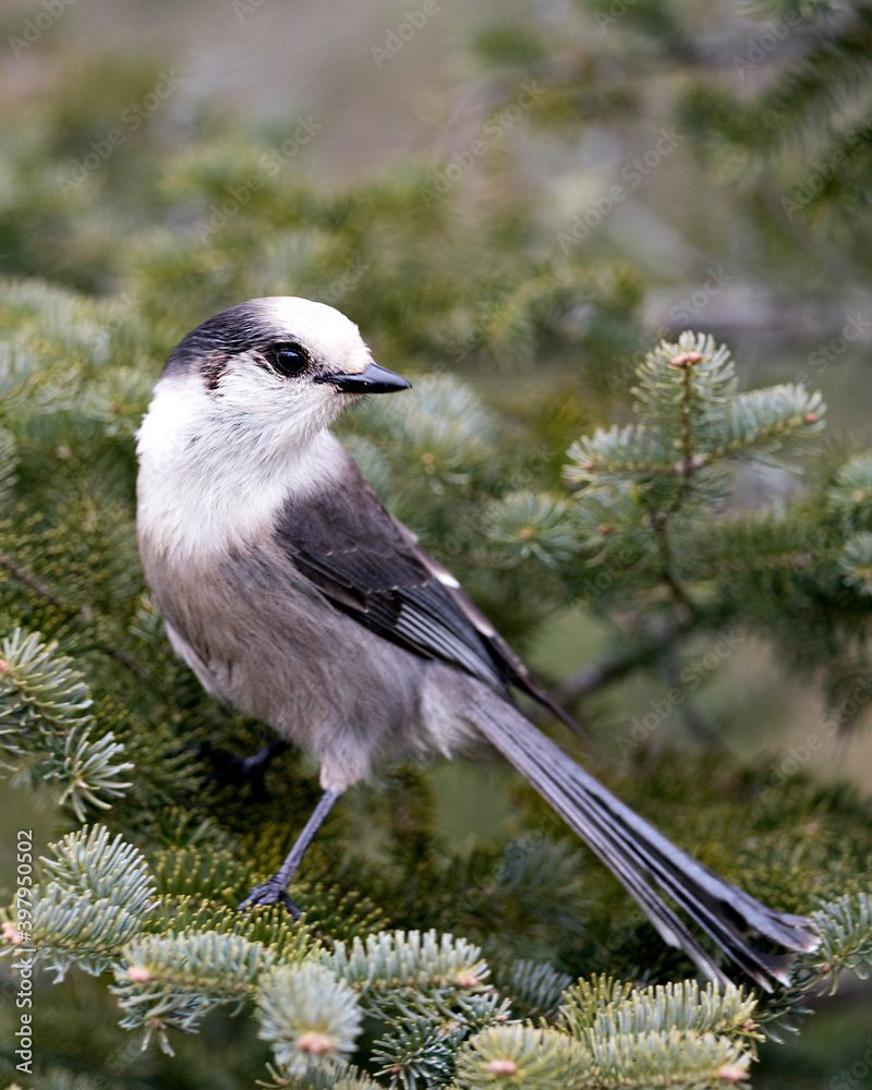 Naklejka premium Gray Jay stock photos. Close-up profile view perched on a fir tree branch in its environment and habitat, displaying grey feather plumage and bird tail. Christmas picture ornament. Christmas card.