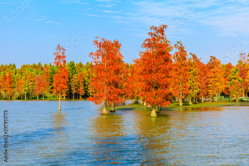 Beautiful colorful forest landscape in autumn.