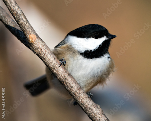 Chickadee Stock Photo. Close-up profile view on a tree branch with a blur background in its environment and habitat, displaying feather plumage wings and tail, black cap head. Image. Picture. 