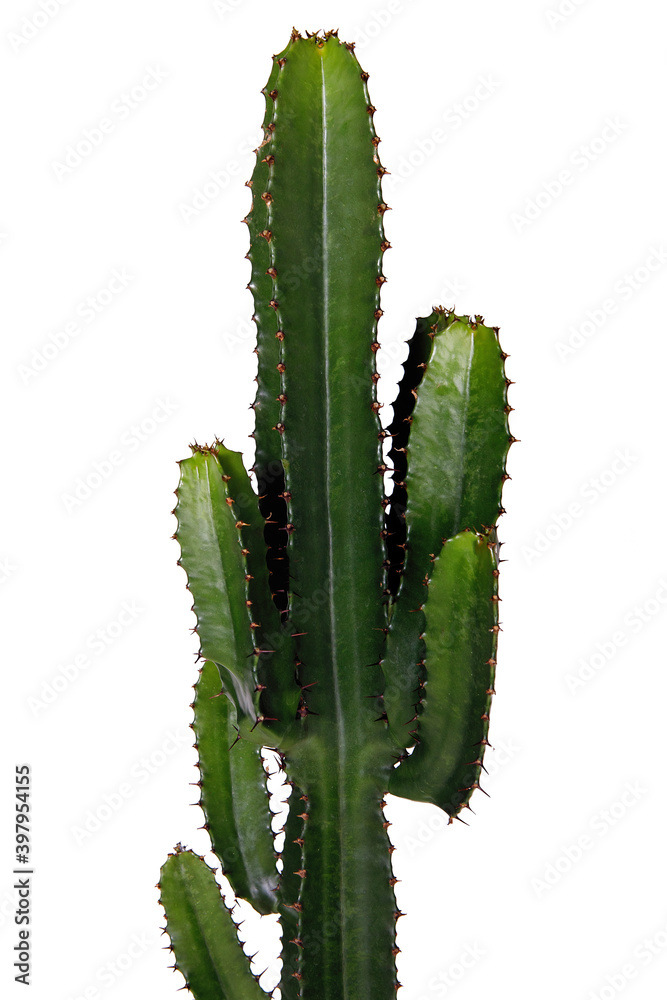 Euphorbia trigone on a white isolated background. Euphorbia trigone on a white isolated background.
