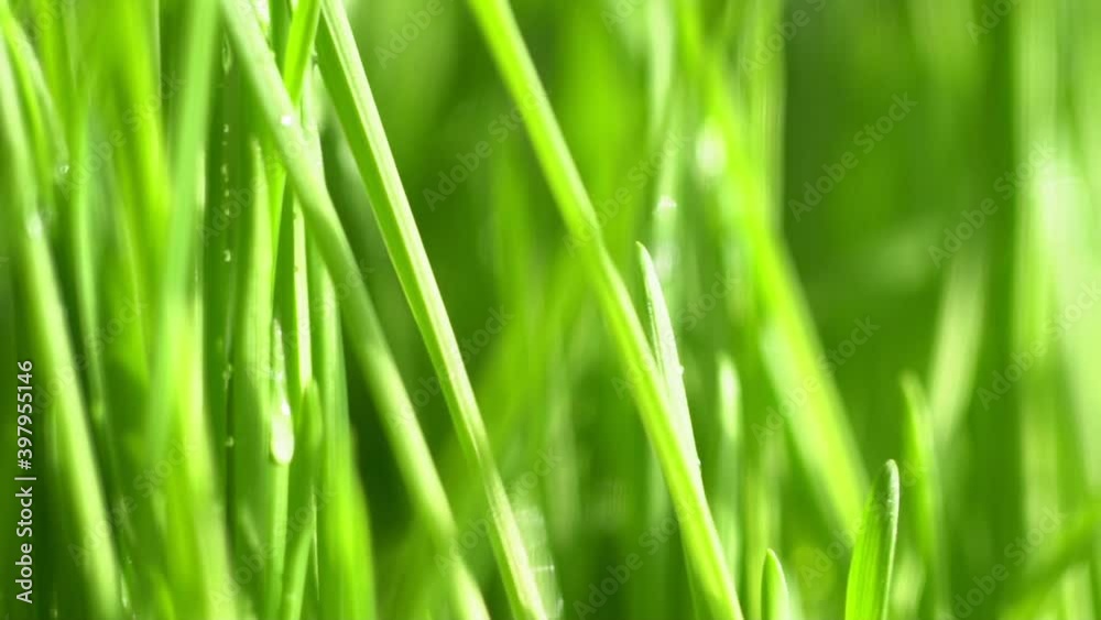 Abstract macro shot of blades of green grass. Dew drops shine with splendor. Beautiful lens blur bokeh. Slow motion shot. Closeup rotation Abstract macro shot of blades of green grass. Dew drops shine with splendor. Beautiful lens blur bokeh. Slow motion shot. Closeup rotation
