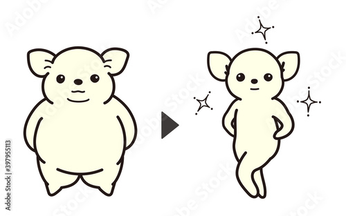 ダイエットに成功をしたチワワ　before and after