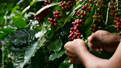 Hand farmer picking coffee bean in coffee process agriculture background, Coffee farmer picking ripe cherry beans, Fresh coffee bean in the basket, Close up of red berries coffee beans.
