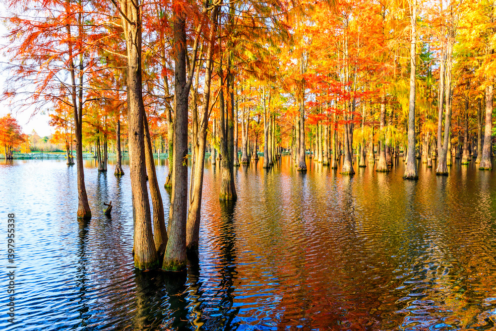 Beautiful colorful forest landscape in autumn.