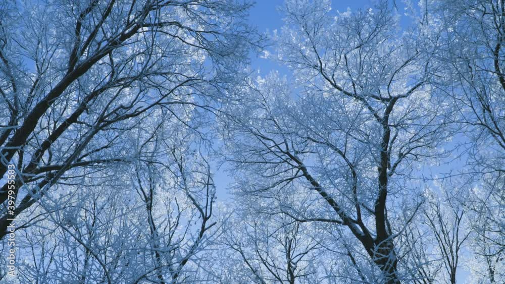 Forest in winter - blue sky between snow covered trees. Snow covered forest. Low angle dolly shot. Forest in winter - blue sky between snow covered trees. Snow covered forest. Low angle dolly shot.