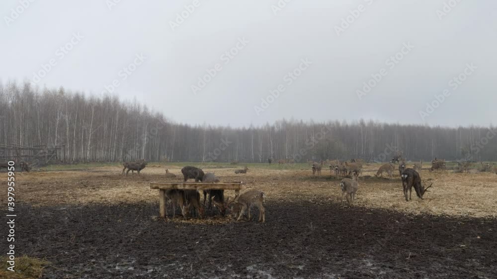 Forest deer eat grass on pasture Forest deer eat grass on pasture